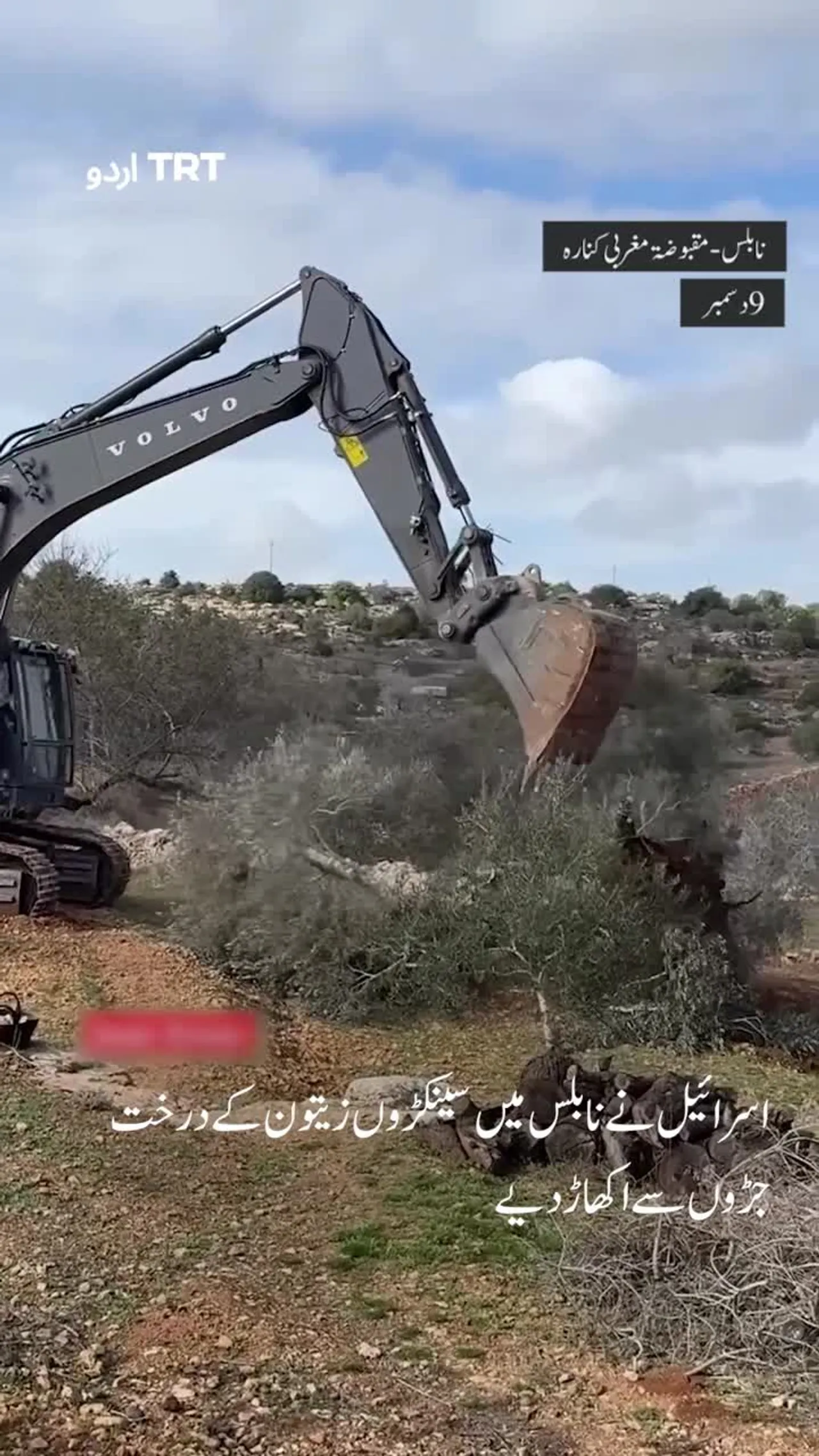 اسرائیل نے مقبوضہ مغربی کنارے میں زیتون کے سینکڑوں درخت اکھاڑ دیے