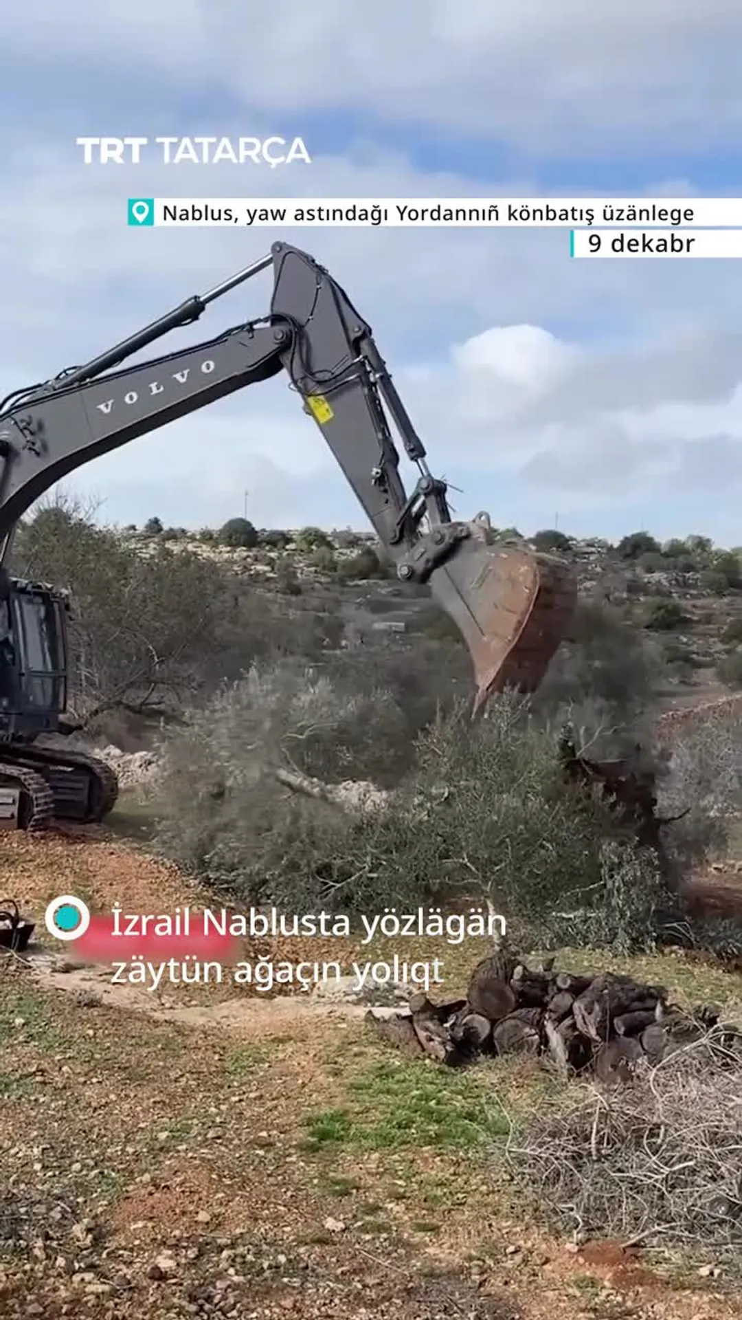 İzrail Nablusta yözlägän zäytün ağaçın yolıqtı