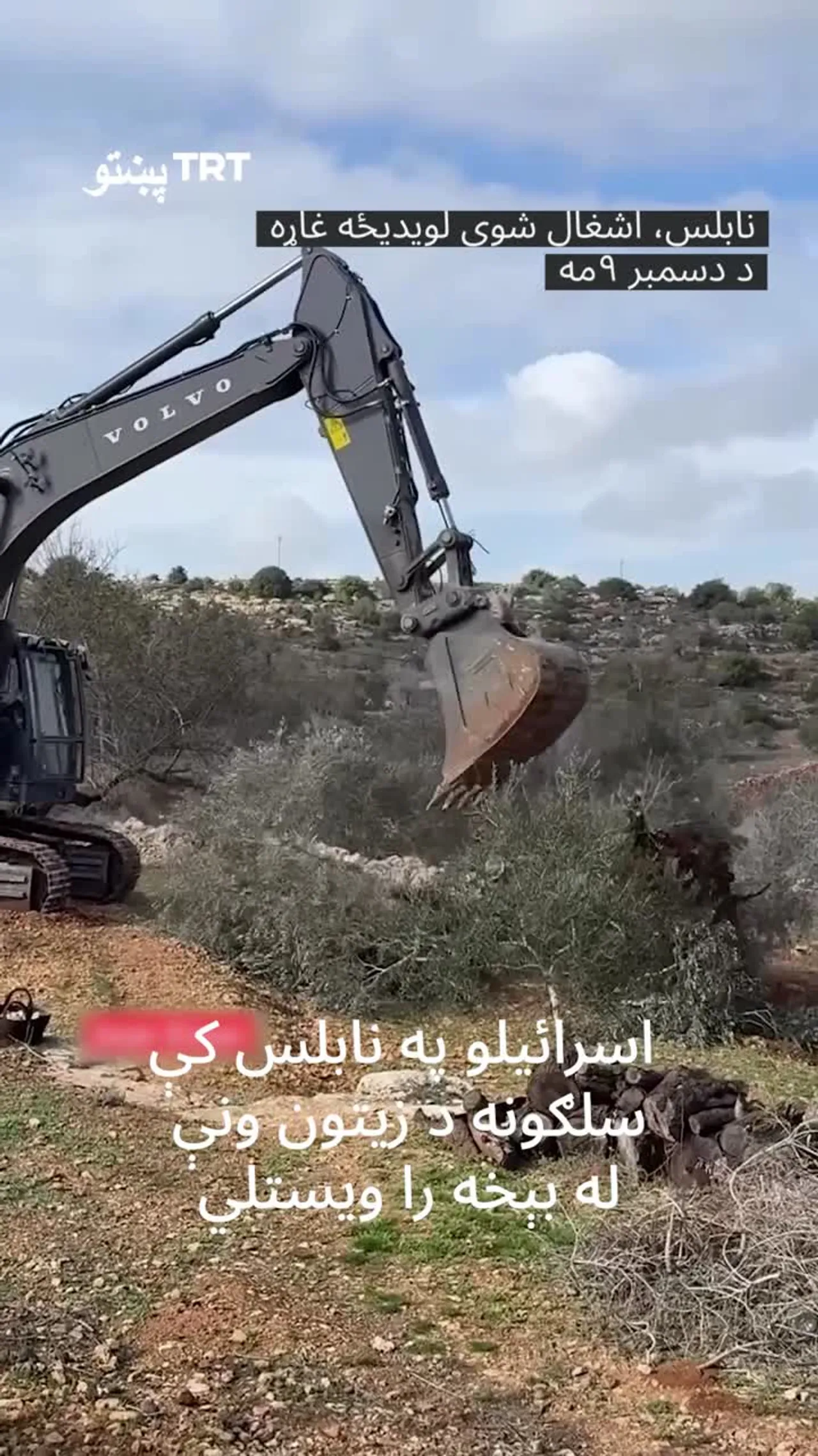 اسرائیلو دا ځل د فلسطینیانو اړوند په سلګونو د زیتونو ونې له سټو وویستلې