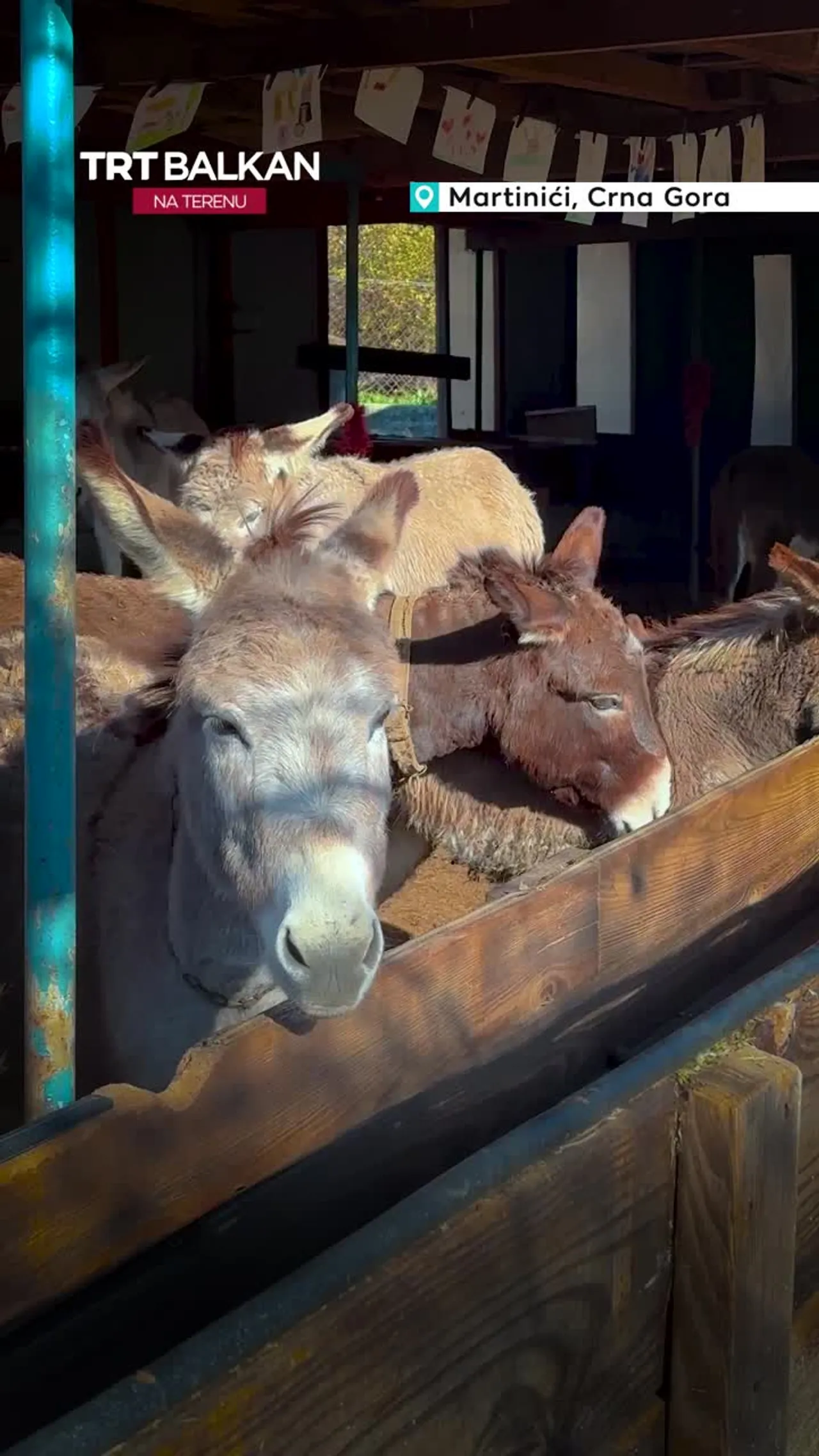 Neobični novogodišnji bal: Magarci, humanost i praznični duh