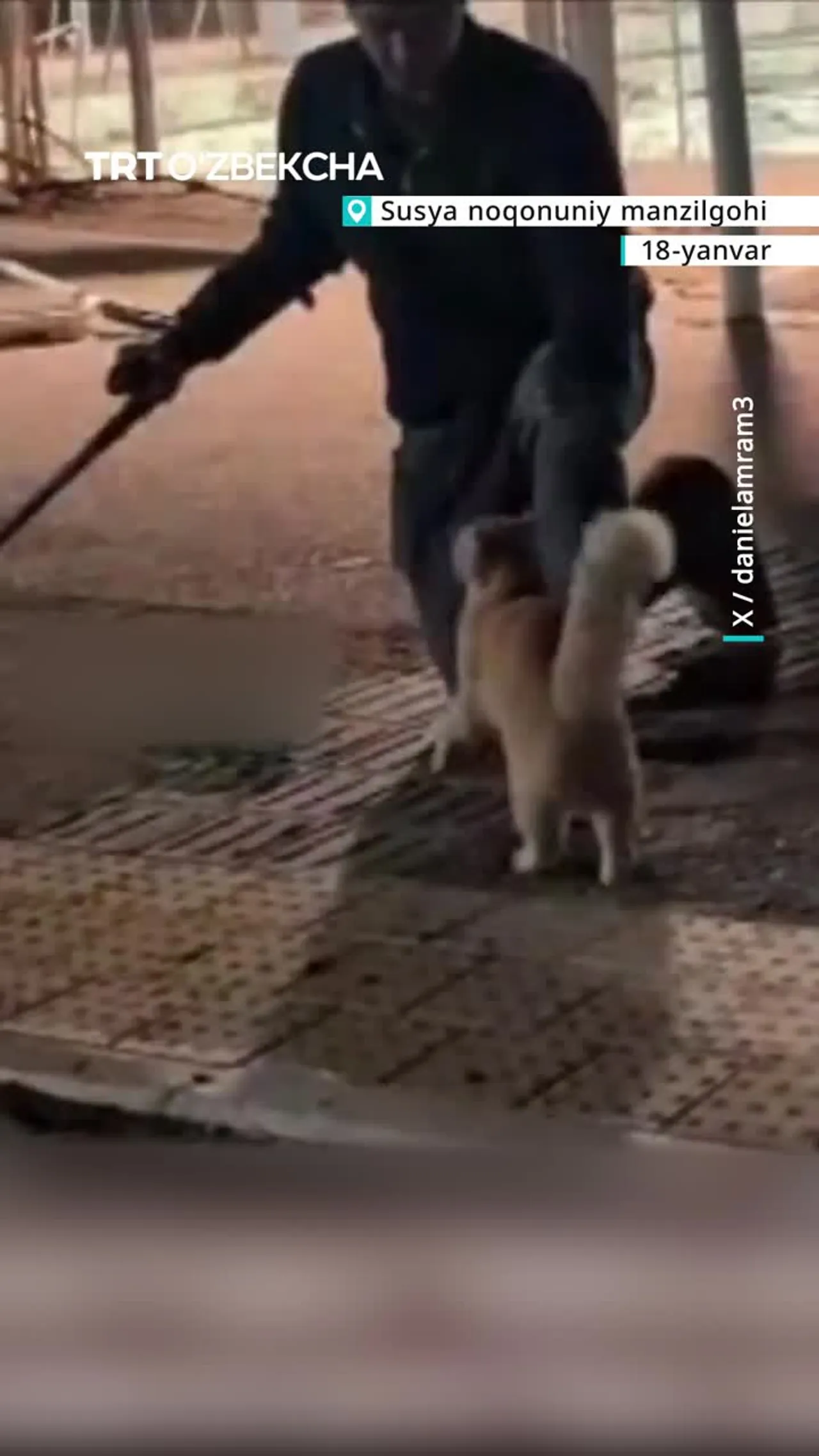 NOQONUNİY KO‘CHMANCHİ MUSHUKNİ KO‘NGİLXUSHLİK UCHUN TEPKİLADİ