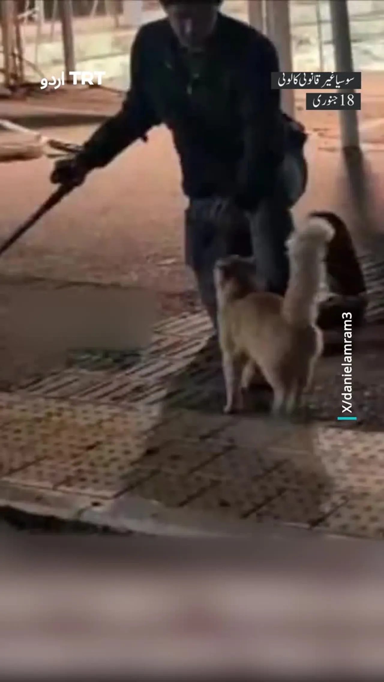 ظالم اسرائیلی آباد کار نے تفریحاً بلی کو لات ماردی