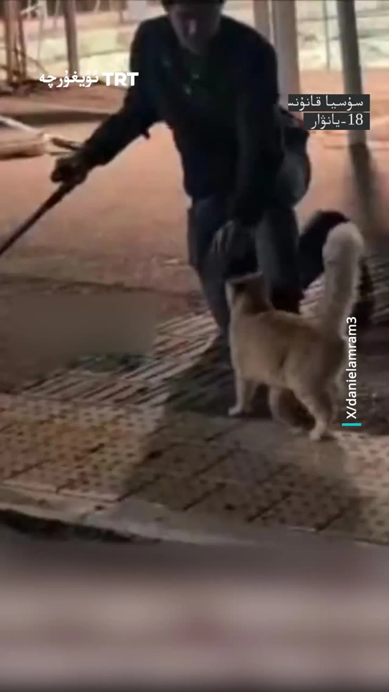 ئىسرائىلىيەلىك سادىست قانۇنسىز كۆچمەن كۆڭۈل ئېچىش ئۈچۈن مۈشۈكنى تەپتى