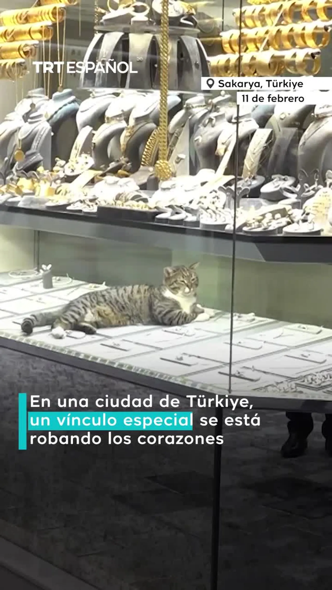 Gata rescatada encuentra su hogar en joyería en Türkiye