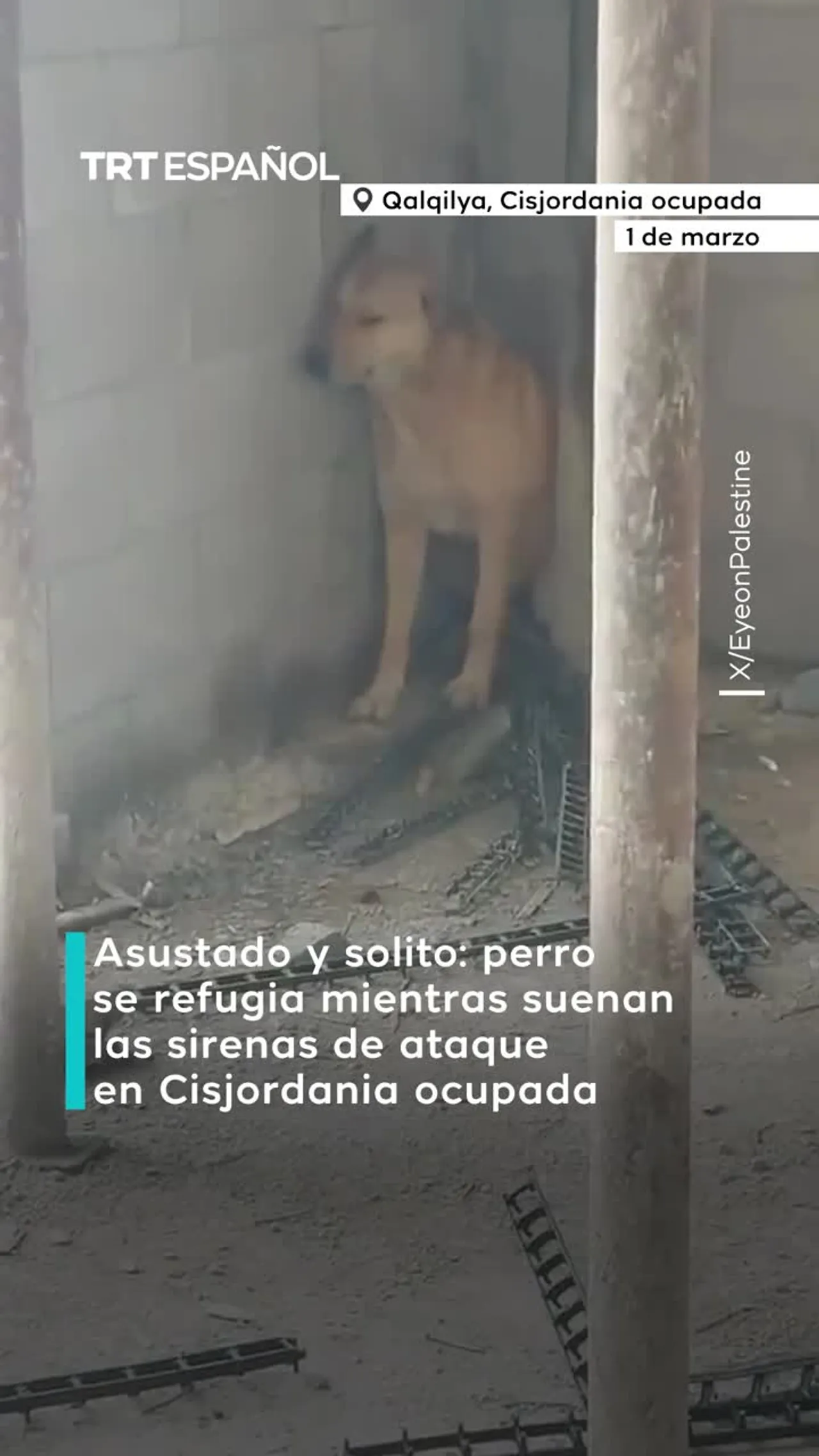 Perrito asustado busca refugio en Cisjordania ocupada