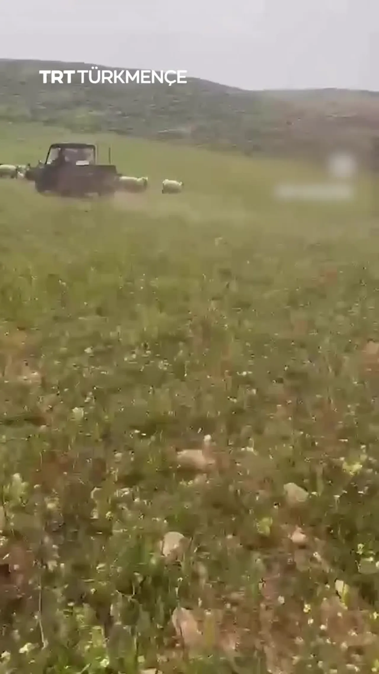 YSRAÝYLLY BIKANUN ÝAŞAÝJYLAR PALESTINLI ÇOPANLARY WE SÜRÜLERINI BIYNJALYK EDÝÄR