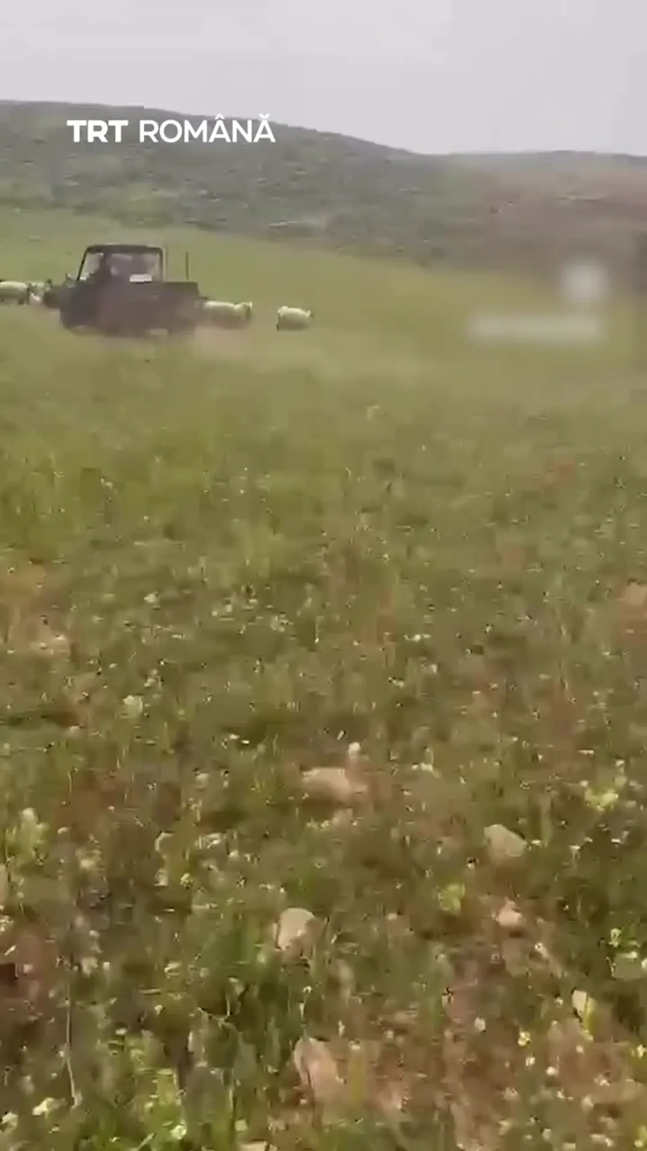 Coloniștii israelieni ilegali hărțuiesc păstorii palestinieni și turmele lor